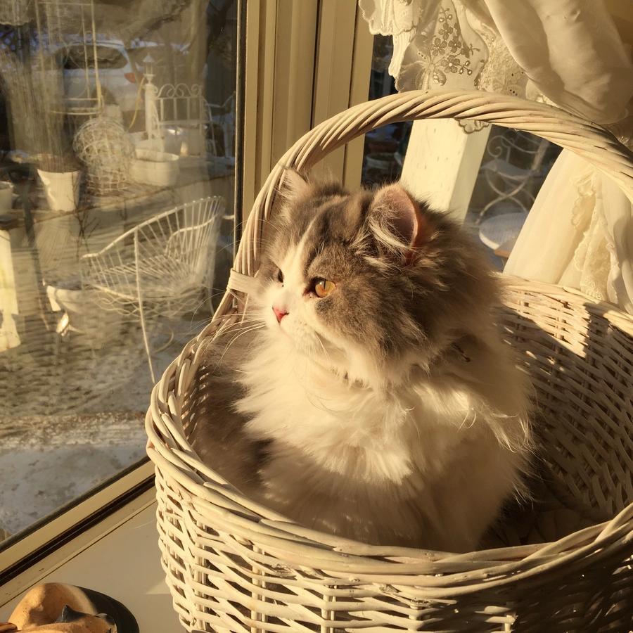 Mt Fuji Cat&Dog&Spa pension Blue Poppy Fujikawaguchiko Luaran gambar